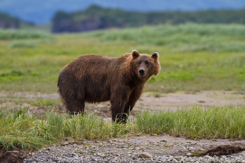 Grizzly Bear